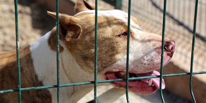 Saldırdığı kişinin bacağın kesildi: Pitbullun sahiplerine hapis cezası