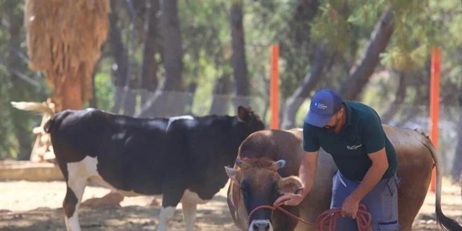 Antalya’da Kurban Bayramı İçin Kurban Yakalama Timi Kuruldu