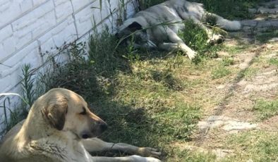 Denizli’de sahipsiz köpeğin ısırdığı kişi yaralandı