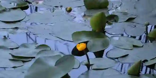 Endemik nilüfer çiçeğini kopartmanın cezası 387 bin 141 lira