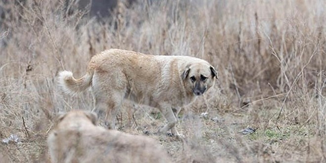 Hastalıklı köpeklerin Ankara’ya getirilmesi olayında 1 tutuklama