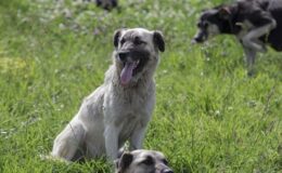 Sinop’ta başıboş köpeğin saldırısına uğrayan çocuk yaralandı