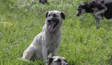 Sinop’ta başıboş köpeğin saldırısına uğrayan çocuk yaralandı