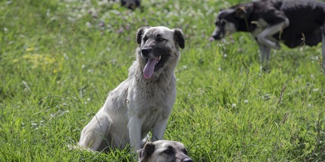 Sinop’ta başıboş köpeğin saldırısına uğrayan çocuk yaralandı