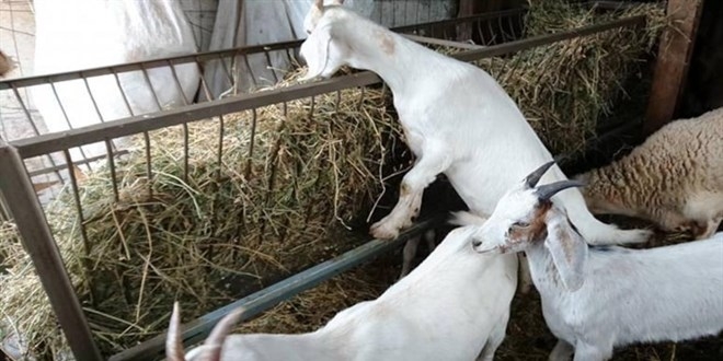 Tarlaya giren keçi kavgasında iki kişi yaralandı