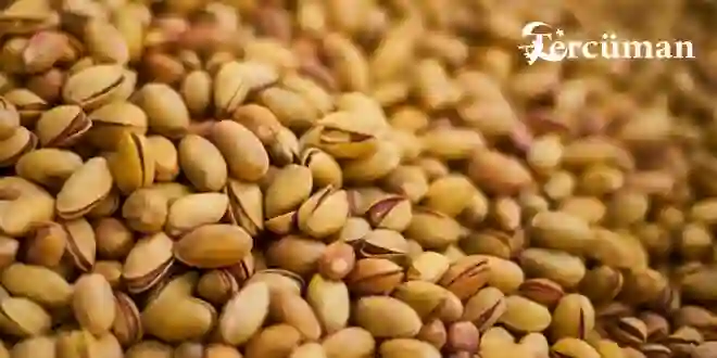 AB’nin geri gönderdiği fıstıklar için ihale açıldığı iddiasına yalanlama