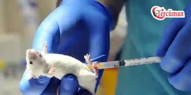 Bazı antimikrobiyallerin hayvanlarda kullanımına yasak getirildi