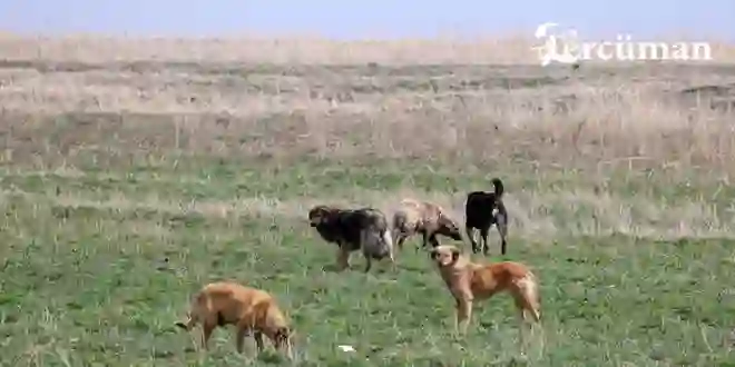 Bodrum’da başıboş köpekler 600 tavuğu telef etti