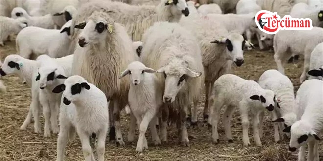 Çiçek hastalığı görülen Kırşehir’de hayvan hareketi durduruldu