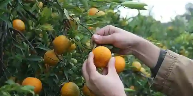 Coğrafi işaretli mandalina bahçede 10, pazarda 50 lira