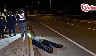 Kardeşini korumak isterken otomobilin çarpmasıyla hayatını kaybetti