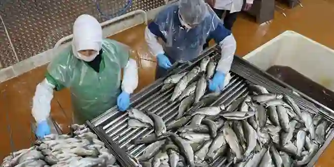 Kasım ayında farklı türlerdeki 50 ton su ürününe el konuldu