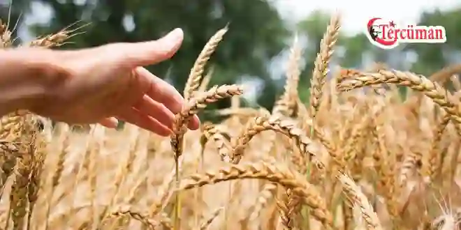 Suriye’de buğday krizi: Rusya ihracatı durdurdu