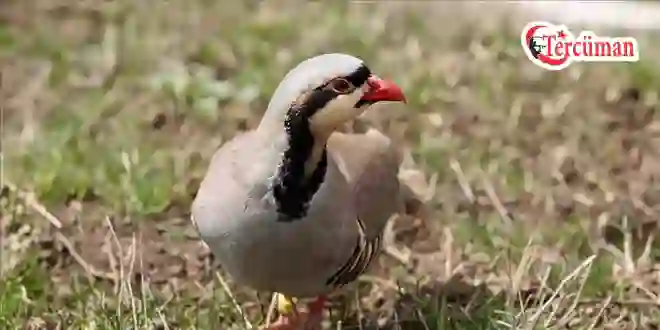 Yasağa rağmen kınalı keklik ticareti yapan 4 kişiye para cezası