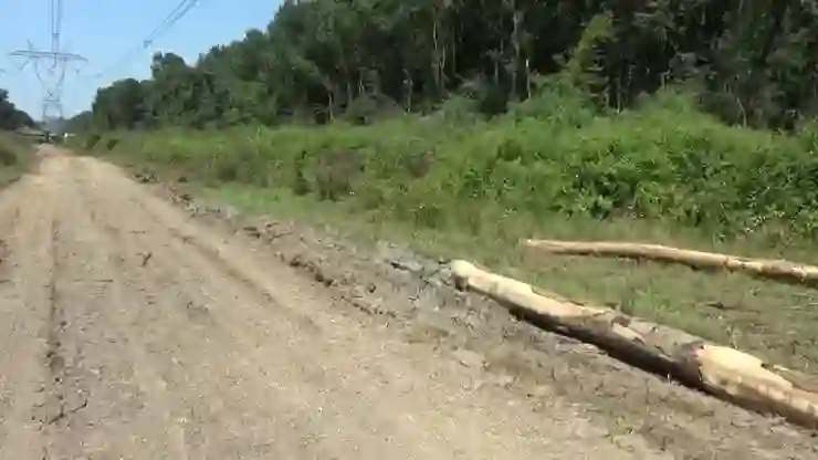 Ordu Büyükşehir Belediyesi madencilere yol açmak için orman kıyımına başladı