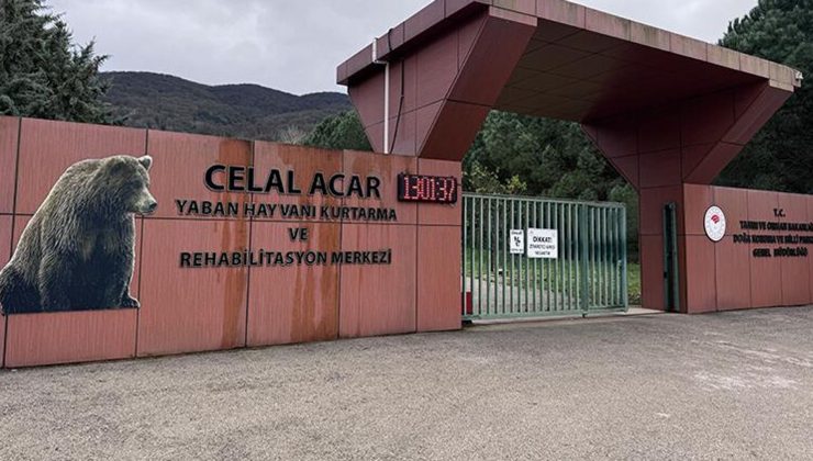 Barınaktan kaçan ayı hala kayıp: 30 kişilik ekip bölgeyi didik didik arıyor, yemlere dokunan olmadı