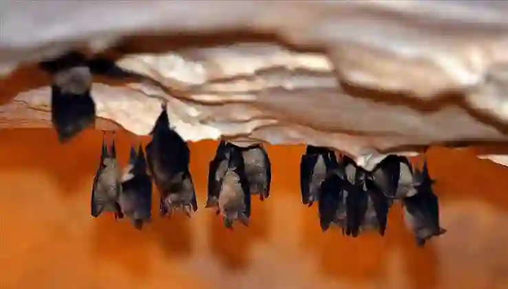 Binlerce yarasayı barındırıyor: Dupnisa Mağarası’na yoğun ilgi