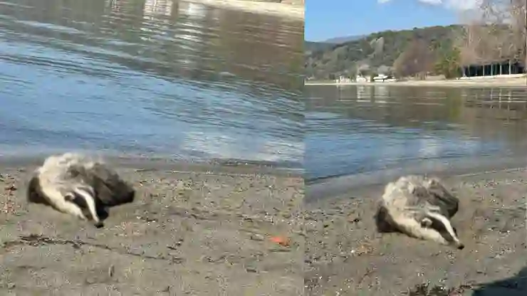 Erdek sahile nesli tükenmekte olan 2 porsuk ölüsü vurdu