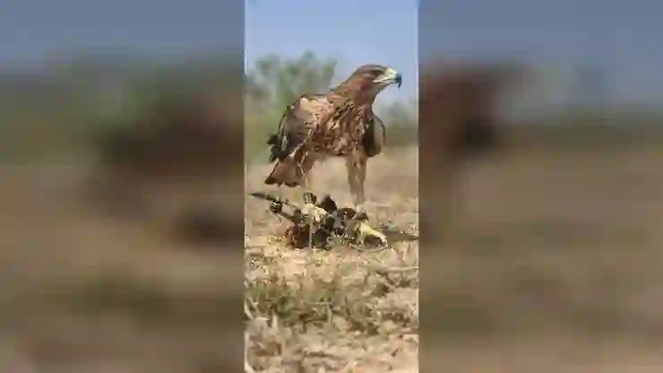 Hindistan’da polis dronelara karşı ‘doğal’ çözüm buldu: Kartallar eğitilerek dronelar engelleniyor