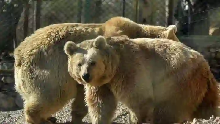 Ilık kış koşulları ayıları etkiledi; kış uykusuna yatmıyorlar