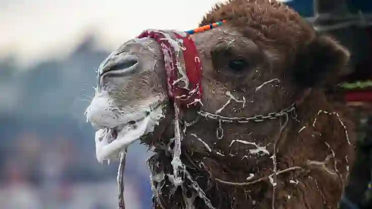 Suudi Arabistan’da en güzel deve yarışmasında 40 deveye botoks yapıldığı ortaya çıktı