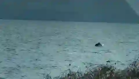 Tekirdağ’da yunuslar denizde dans etti