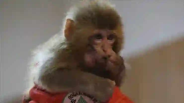 Yasa dışı yollardan yurda sokulan 2 Hint şebeği ele geçirildi