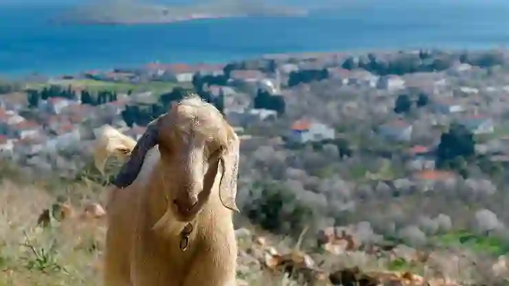 Datça’da küçük ve büyükbaş hayvanlarda karantina uygulaması başlatıldı