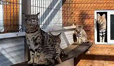 Egzotik kedi ticareti çetesi çökertildi: Sosyal medyada 2 milyon TL’ye leopar satıyorlar