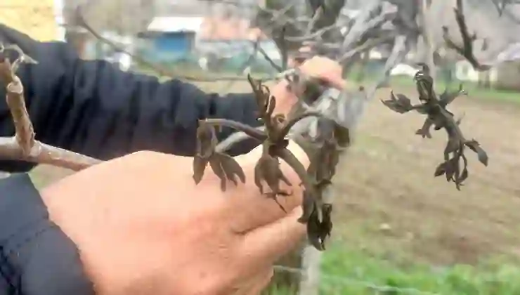 Giresun’da zirai don Şebin cevizini de vurdu