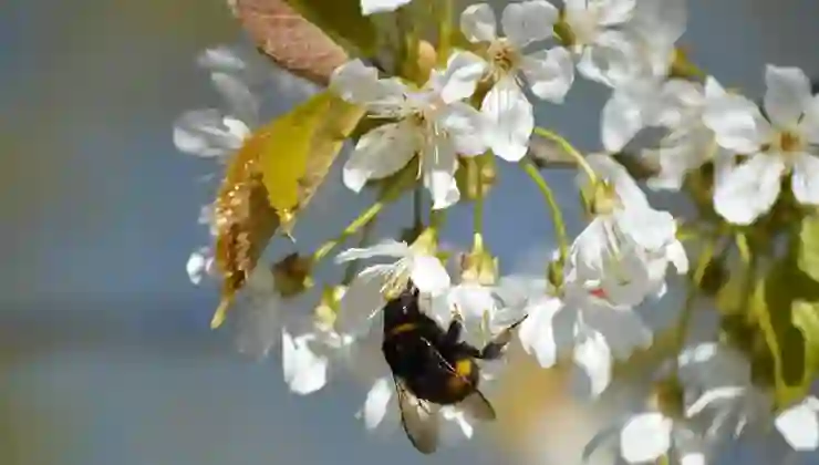 Hıdırellez ritüelleri