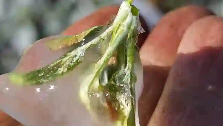 Isparta’da “zirai don” etkisi; elma, gül, kiraz ve kayısıda kayıp büyük