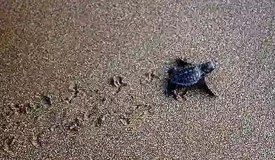 İztuzu Sahili’nde caretta carettalar için hazırlıklar tamamlandı