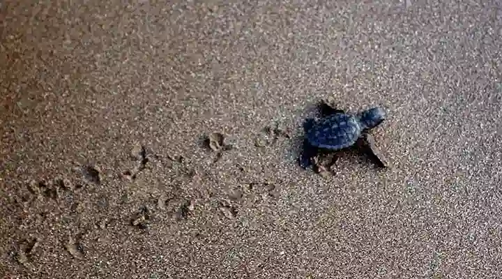 İztuzu Sahili’nde caretta carettalar için hazırlıklar tamamlandı