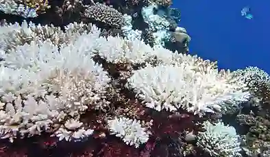 Mercan resiflerinin 50 yılı kaldı: “Yok oluş yüzde 84’e ulaştı”