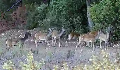 Nesli tehlikedeki 312 yaban hayvanı yetiştirildi