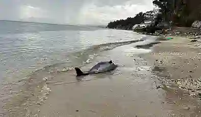 Sinop’ta 2017’den bu yana 130 ölü yunus karaya vurdu