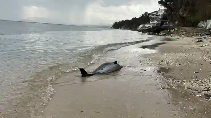 Sinop’ta 2017’den bu yana 130 ölü yunus karaya vurdu