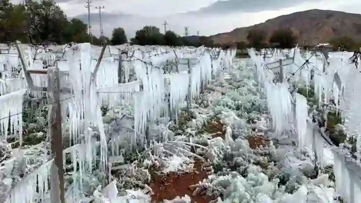 Tarım ve Orman Bakanlığı açıkladı: 36 bin 738 üretici don zararına uğradı