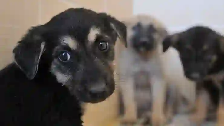 Rize’de “toplum sağlığını korumak” için sahipsiz hayvanlara “doğal” yaşam alanı kurulacak!