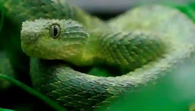 20 yıl boyunca yılanlar tarafından ısırıldı, vücudu “benzersiz” bir panzehir üretti