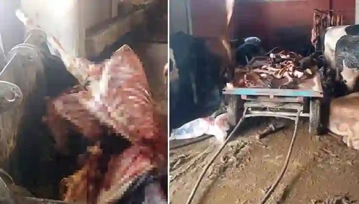 Adana’da 2,5 ton at eti ele geçirildi, 4 at son anda kurtarıldı