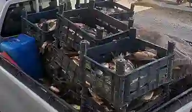 Elazığ’da kaçak avlanan 700 kilogram balık ele geçirildi