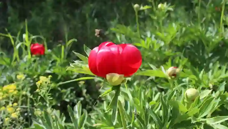 Halk arasında “İtecik Lalesi” deniliyor: Koparmanın cezası 550 bin TL