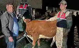 Hayvan hırsızı yakalandı: 4 büyükbaş sahibine teslim edildi