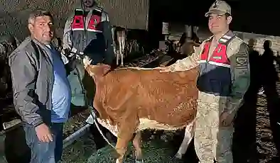 Hayvan hırsızı yakalandı: 4 büyükbaş sahibine teslim edildi