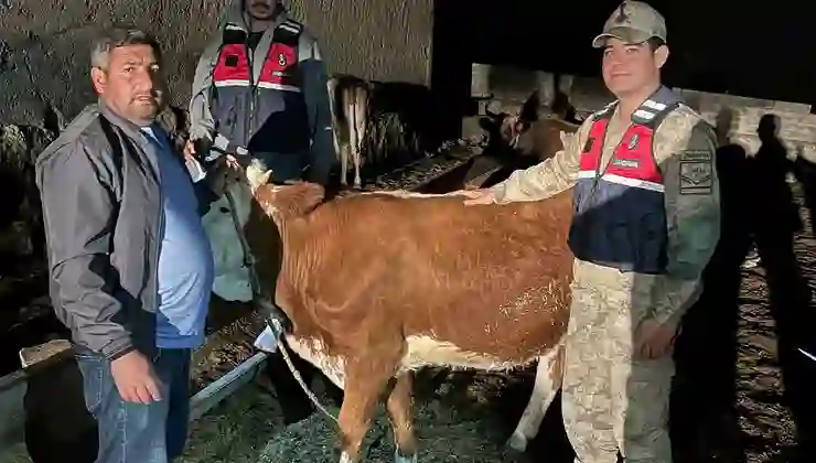 Hayvan hırsızı yakalandı: 4 büyükbaş sahibine teslim edildi