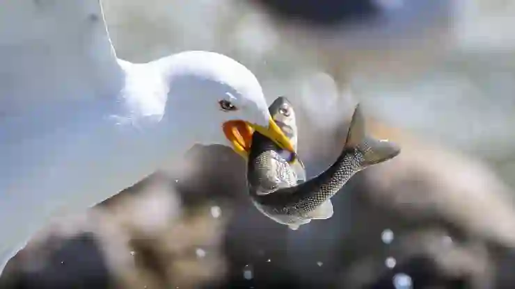 İnci kefalinin göçü başladı, martılar av peşinde!