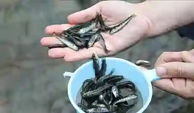 Kocaeli’de dereye 8 bin kırmızı benekli alabalık yavrusu bırakıldı