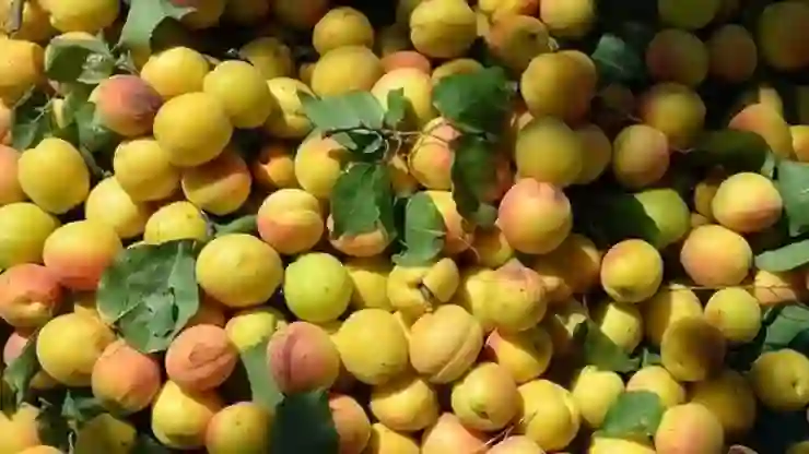 Malatya’dan nisan ayında 23 milyon dolarlık ihracat